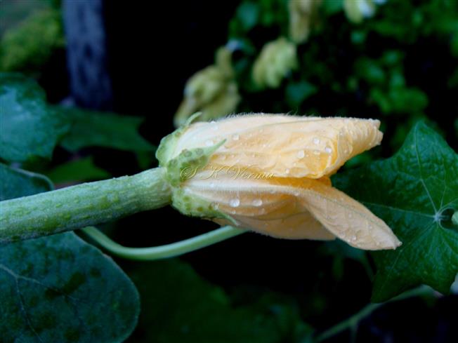  Female flower-Calyx glandular